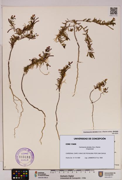 Camissonia dentata [Espécimen: UDEC:CONC:0113433]
