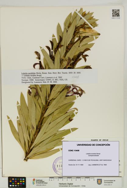 Lobelia excelsa [Espécimen: UDEC:CONC:0113435]
