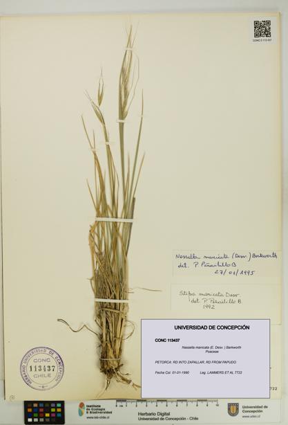 Nassella manicata [Espécimen: UDEC:CONC:0113437]