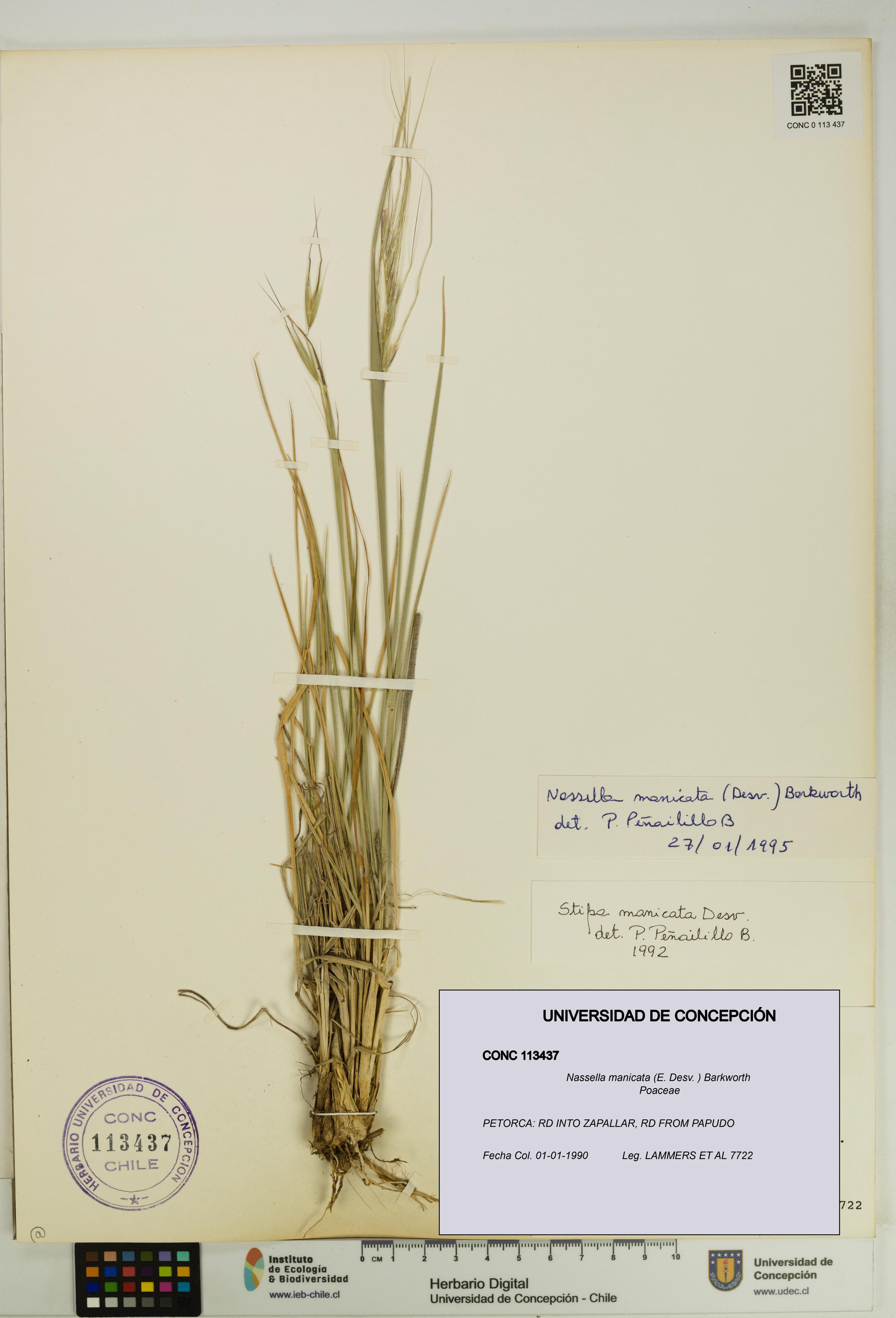 Nassella manicata [Espécimen: UDEC:CONC:0113437]