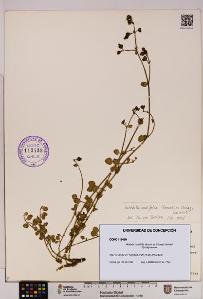 Mirabilis cordifolia [Espécimen: UDEC:CONC:0113439]