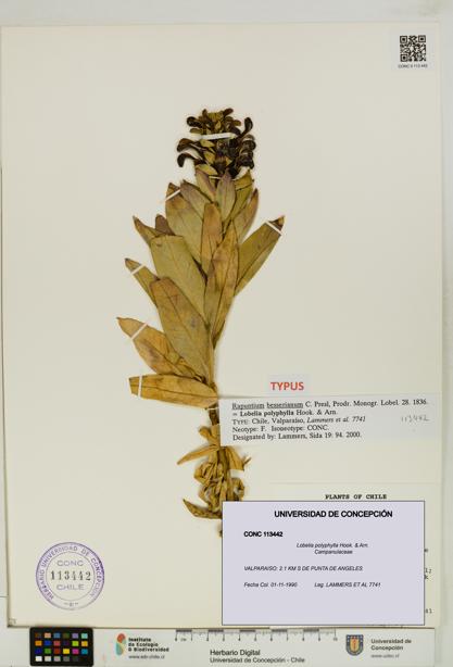 Lobelia polyphylla [Espécimen: UDEC:CONC:0113442]