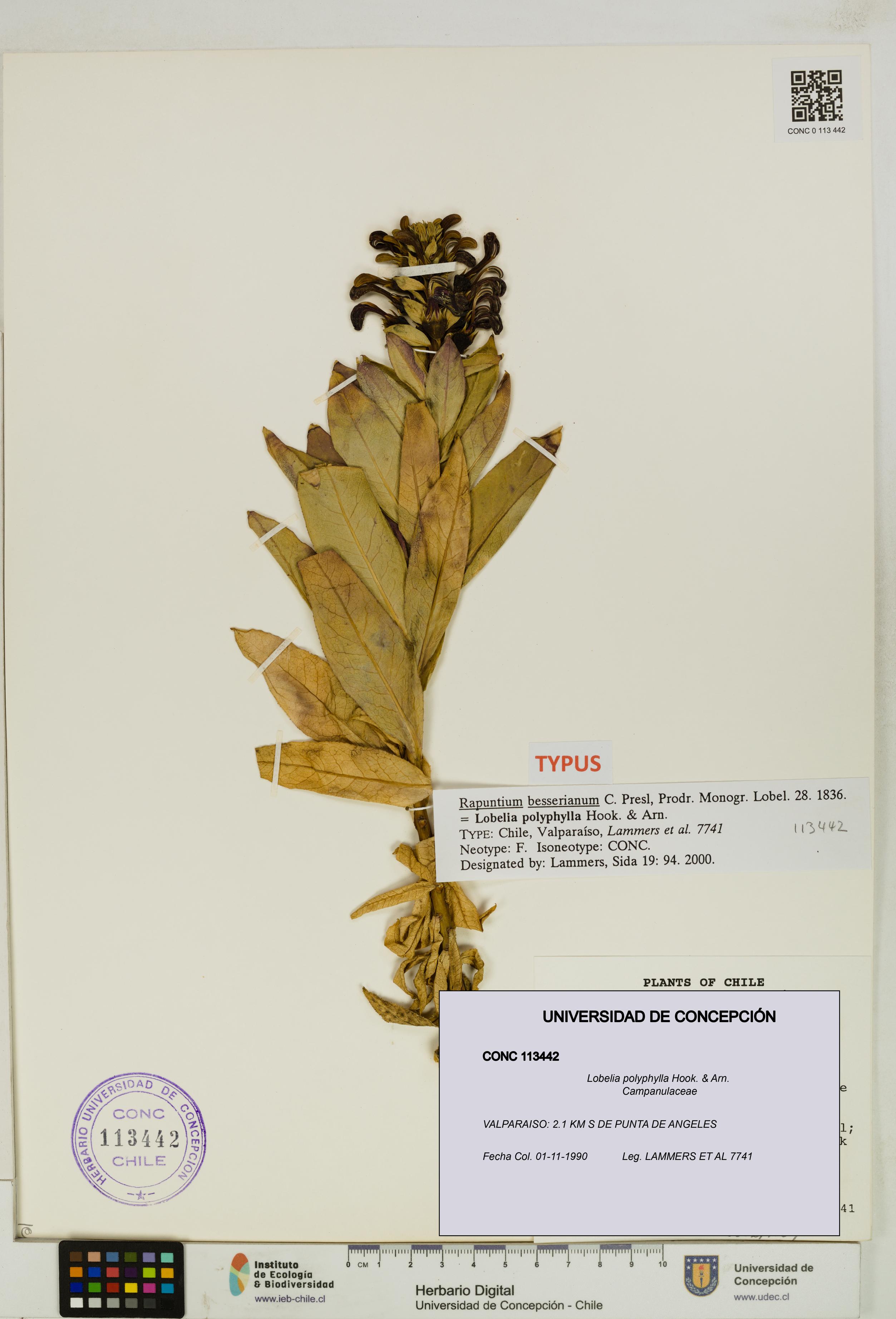 Lobelia polyphylla [Espécimen: UDEC:CONC:0113442]
