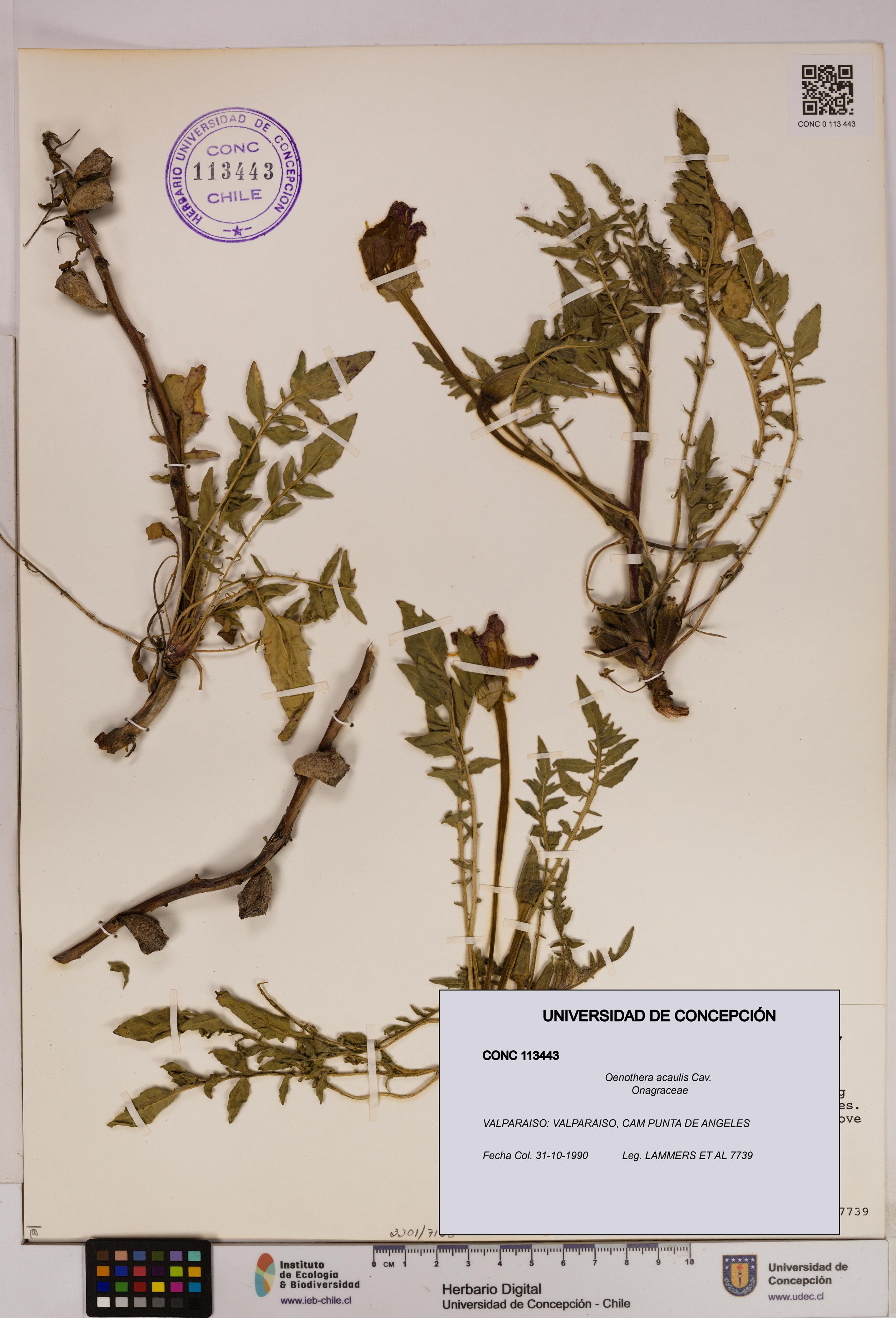 Oenothera acaulis [Espécimen: UDEC:CONC:0113443]