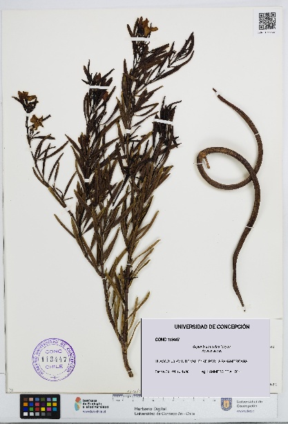 Skytanthus acutus [Espécimen: UDEC:CONC:0113447]