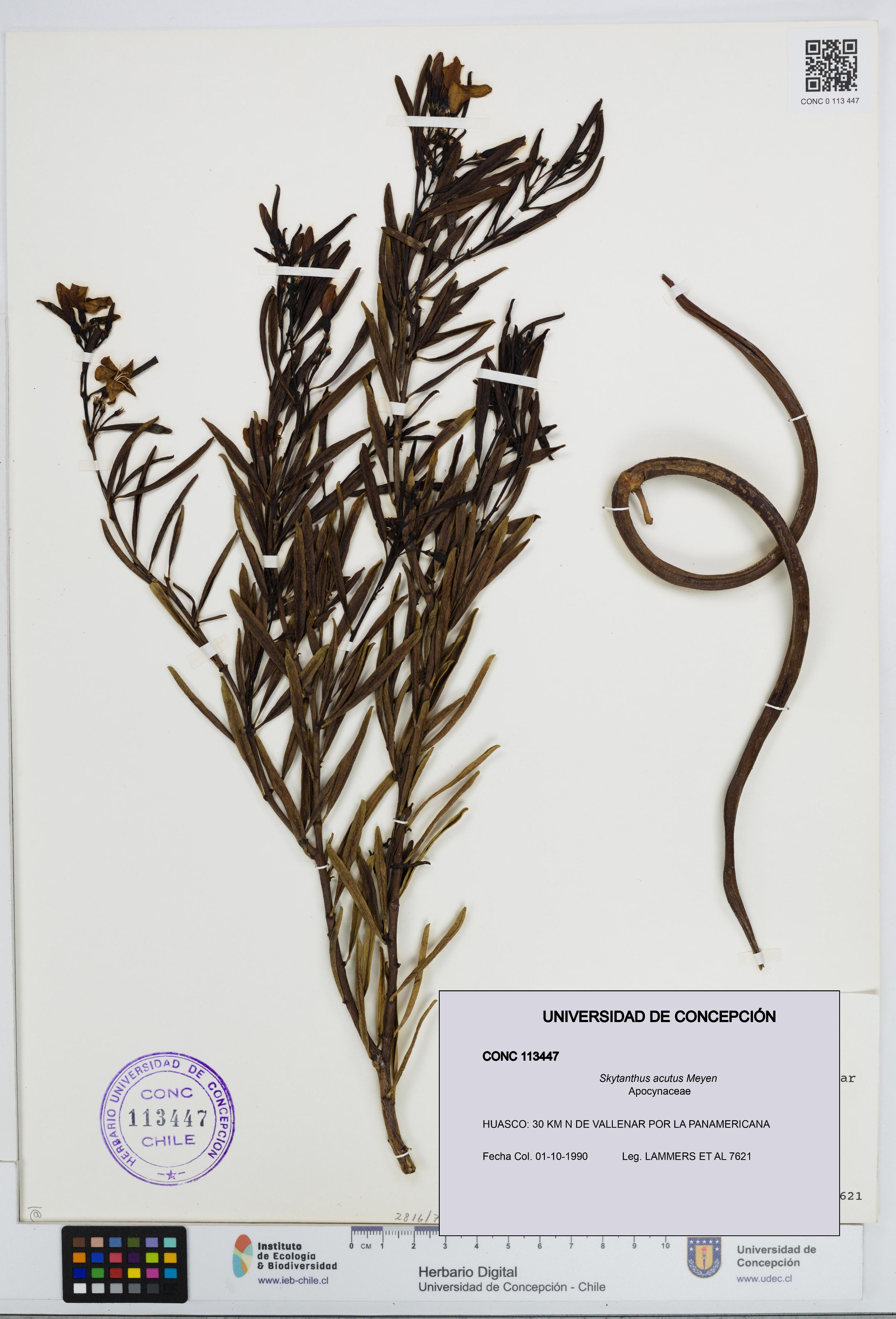 Skytanthus acutus [Espécimen: UDEC:CONC:0113447]