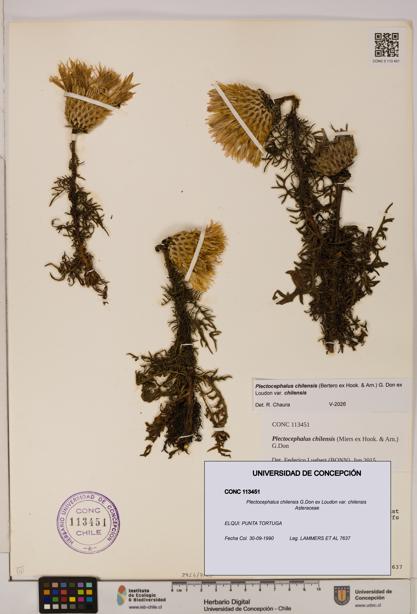 Plectocephalus chilensis [Espécimen: ]
