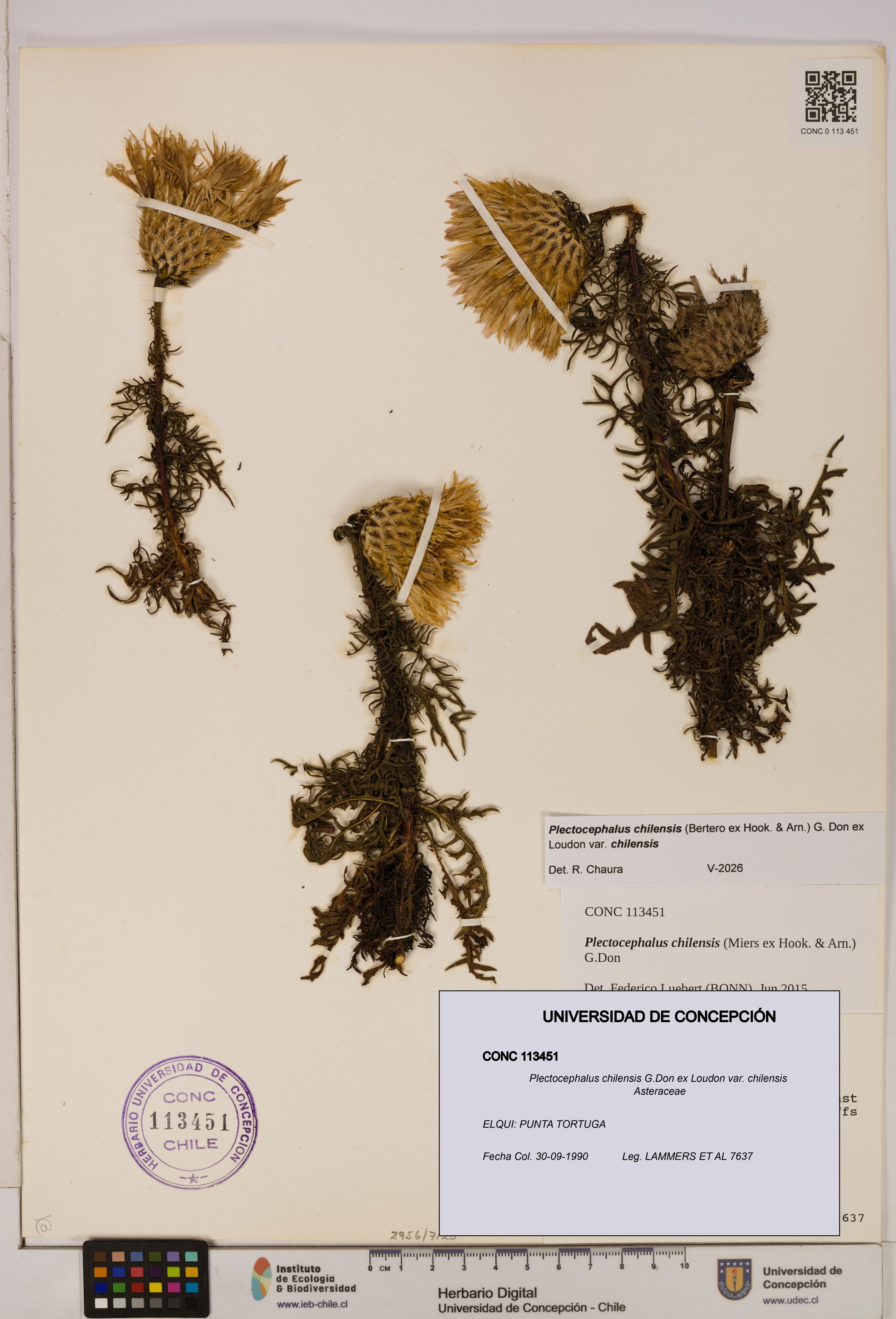 Plectocephalus chilensis [Espécimen: ]