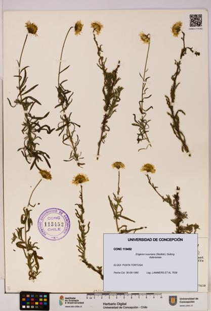 Erigeron luxurians [Espécimen: UDEC:CONC:0113452]