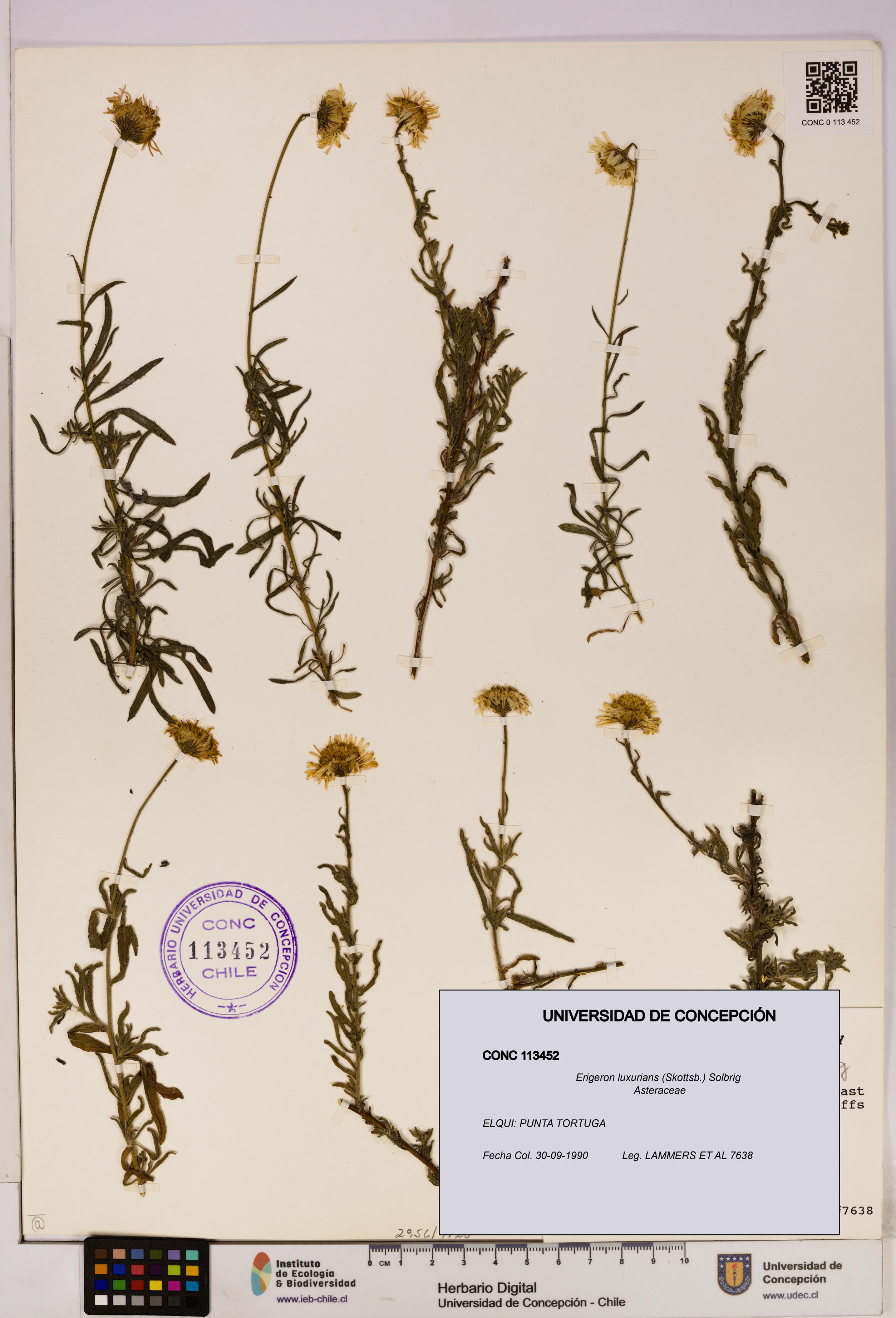 Erigeron luxurians [Espécimen: UDEC:CONC:0113452]