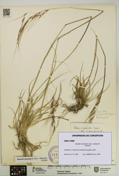 Nassella manicata [Espécimen: UDEC:CONC:0113455]