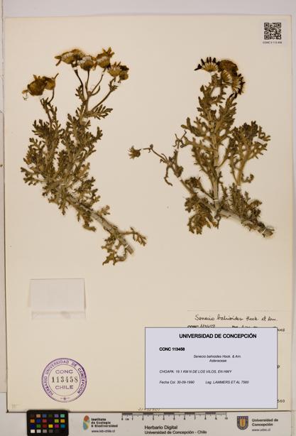Senecio bahioides [Espécimen: UDEC:CONC:0113458]
