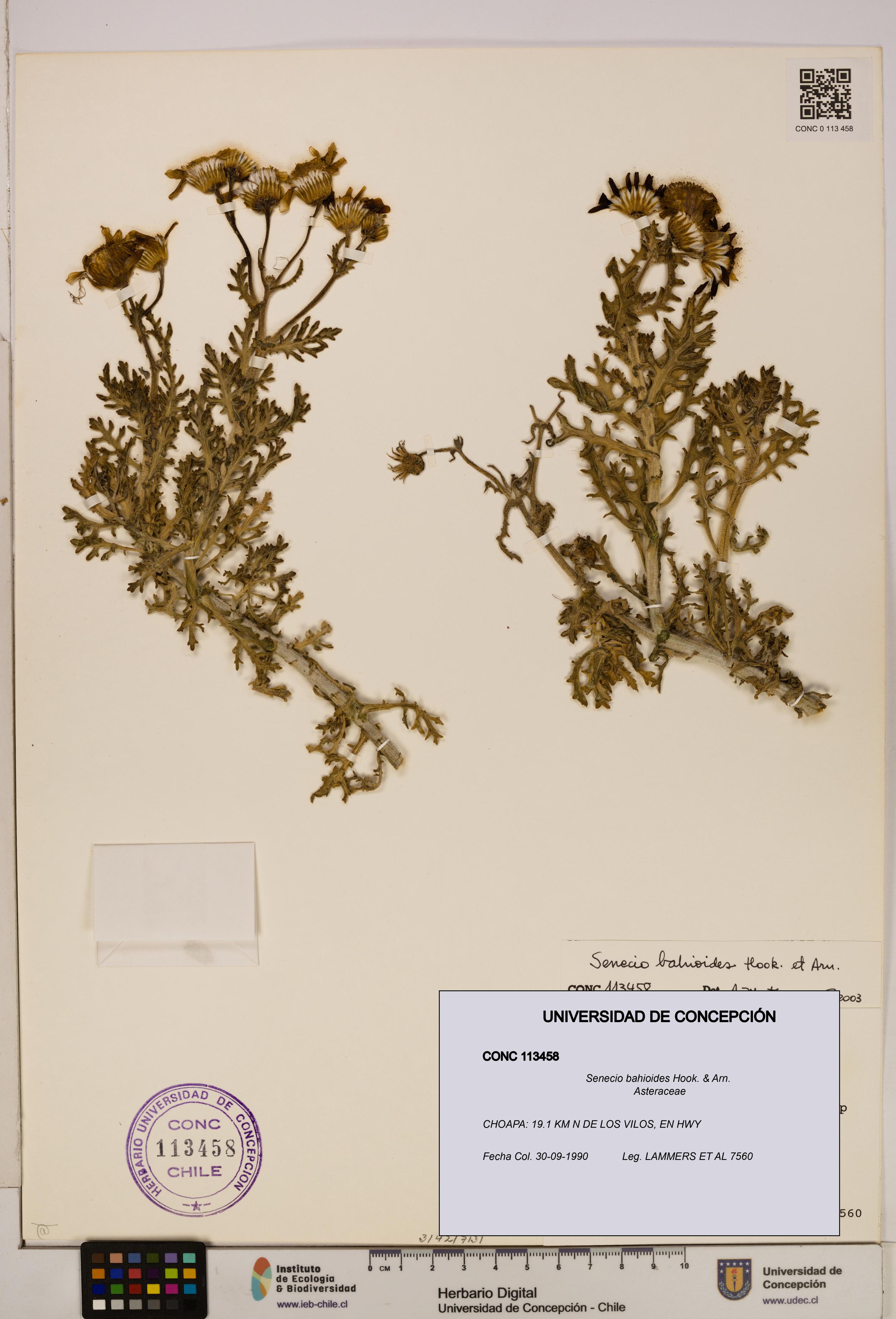 Senecio bahioides [Espécimen: UDEC:CONC:0113458]
