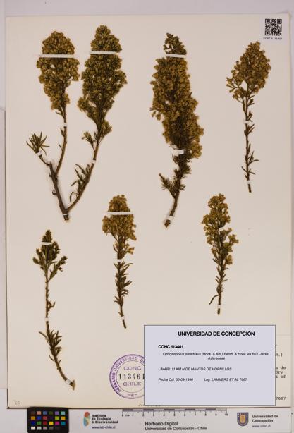 Ophryosporus paradoxus [Espécimen: UDEC:CONC:0113461]