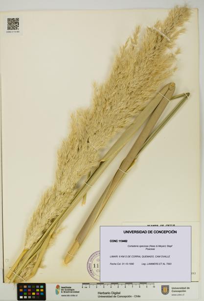 Cortaderia speciosa [Espécimen: UDEC:CONC:0113462]