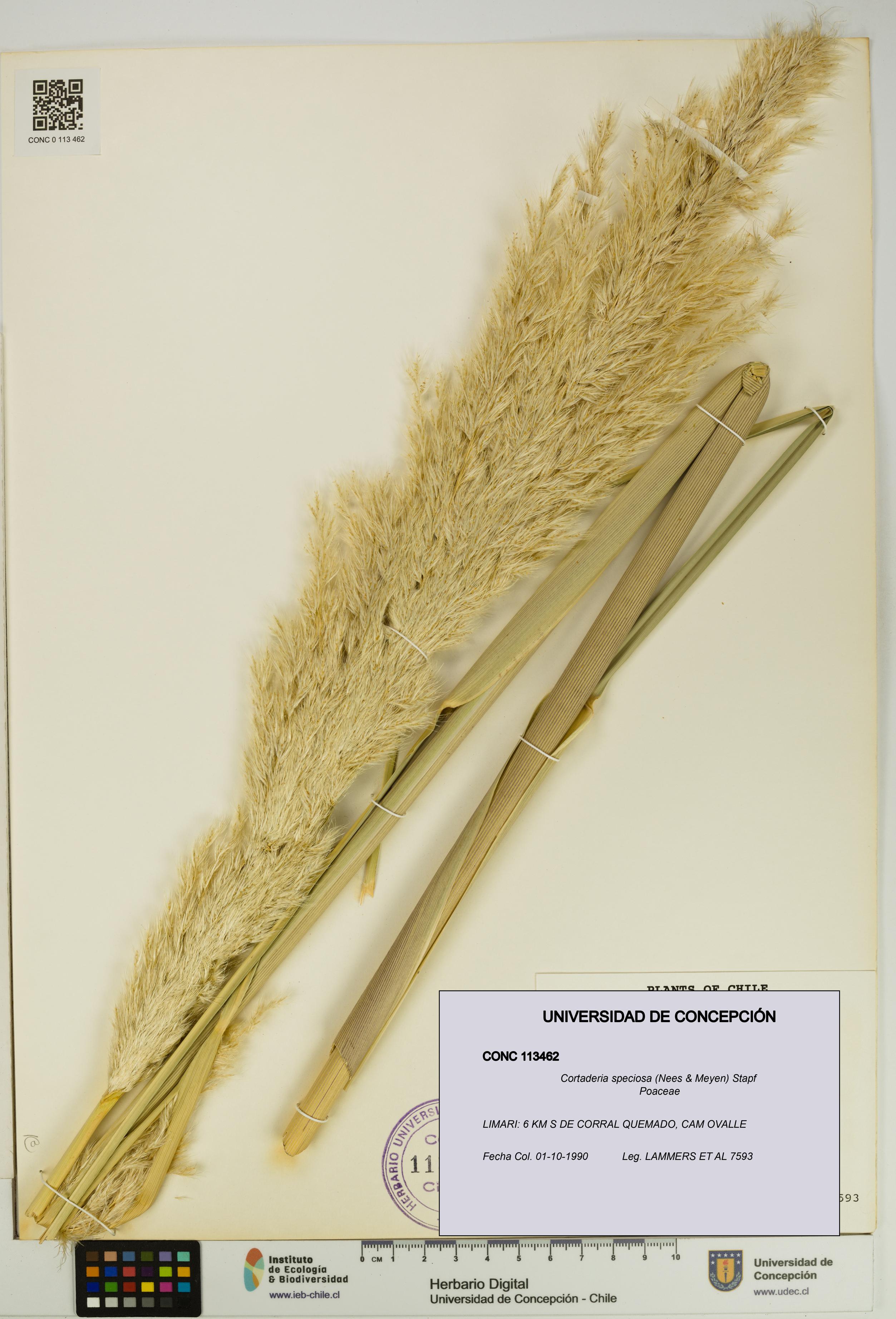 Cortaderia speciosa [Espécimen: UDEC:CONC:0113462]