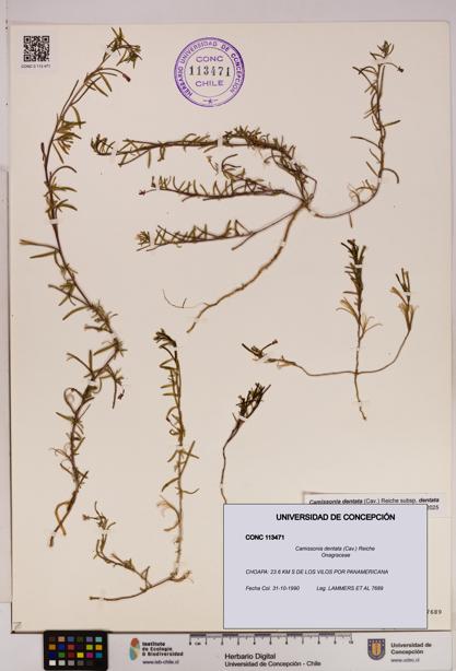 Camissonia dentata [Espécimen: UDEC:CONC:0113471]