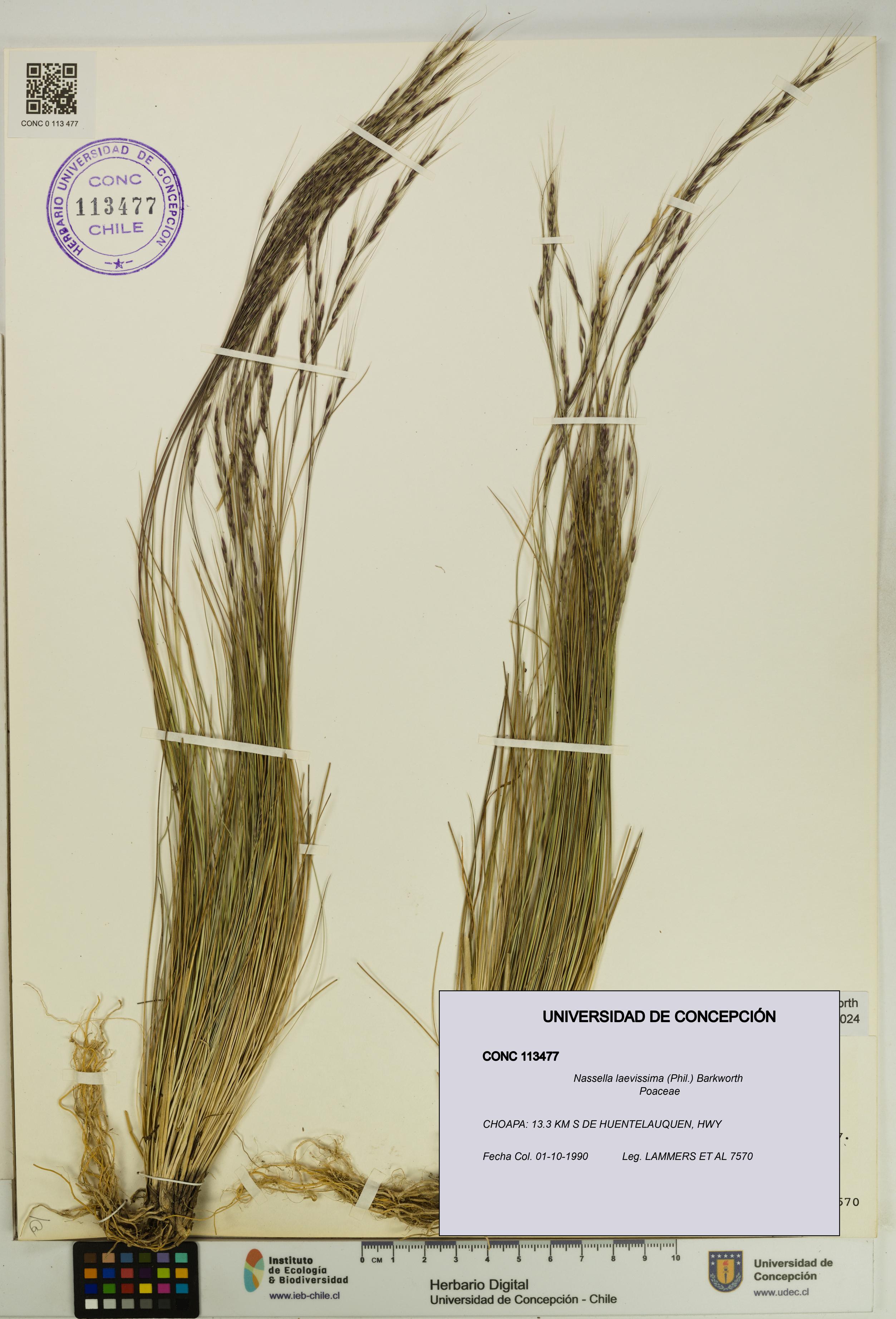 Nassella laevissima [Espécimen: UDEC:CONC:0113477]