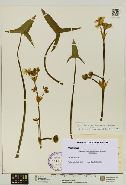 Sagittaria montevidensis [Espécimen: UDEC:CONC:0113485]