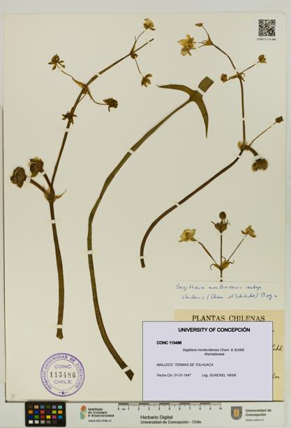 Sagittaria montevidensis [Espécimen: UDEC:CONC:0113486]
