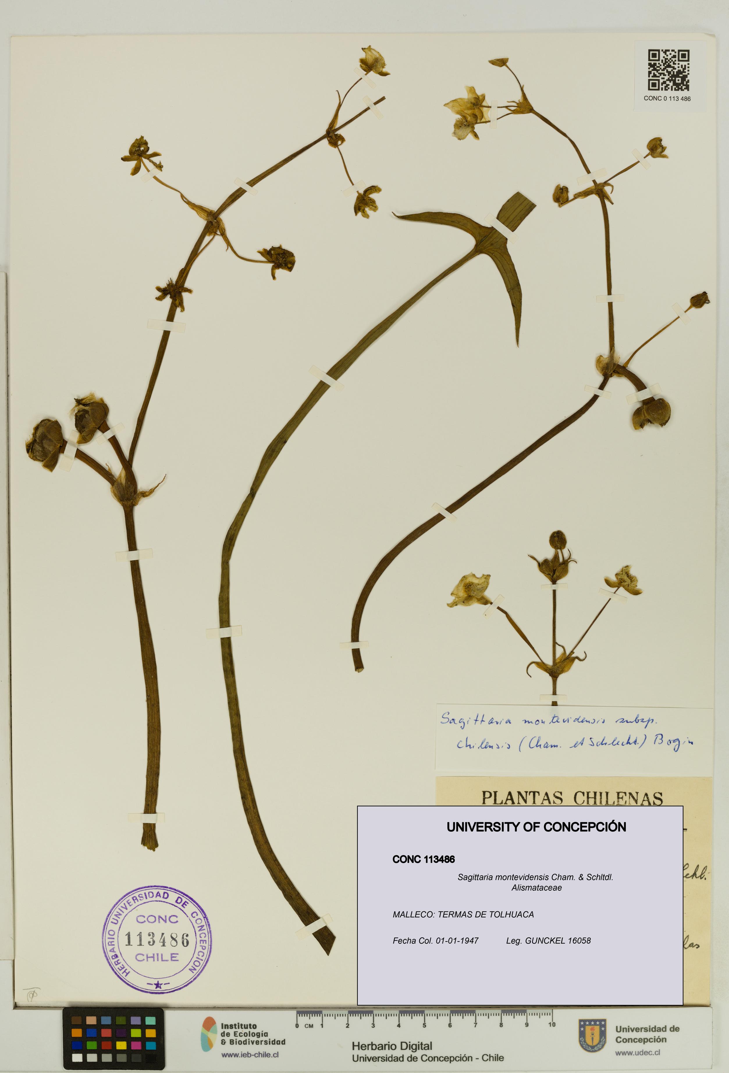 Sagittaria montevidensis [Espécimen: UDEC:CONC:0113486]