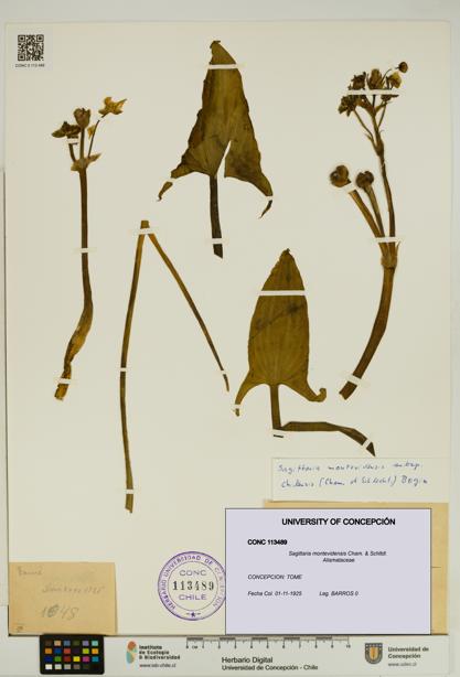 Sagittaria montevidensis [Espécimen: UDEC:CONC:0113489]