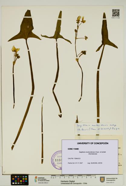 Sagittaria montevidensis [Espécimen: UDEC:CONC:0113490]
