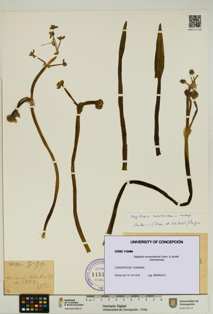 Sagittaria montevidensis [Espécimen: UDEC:CONC:0113494]