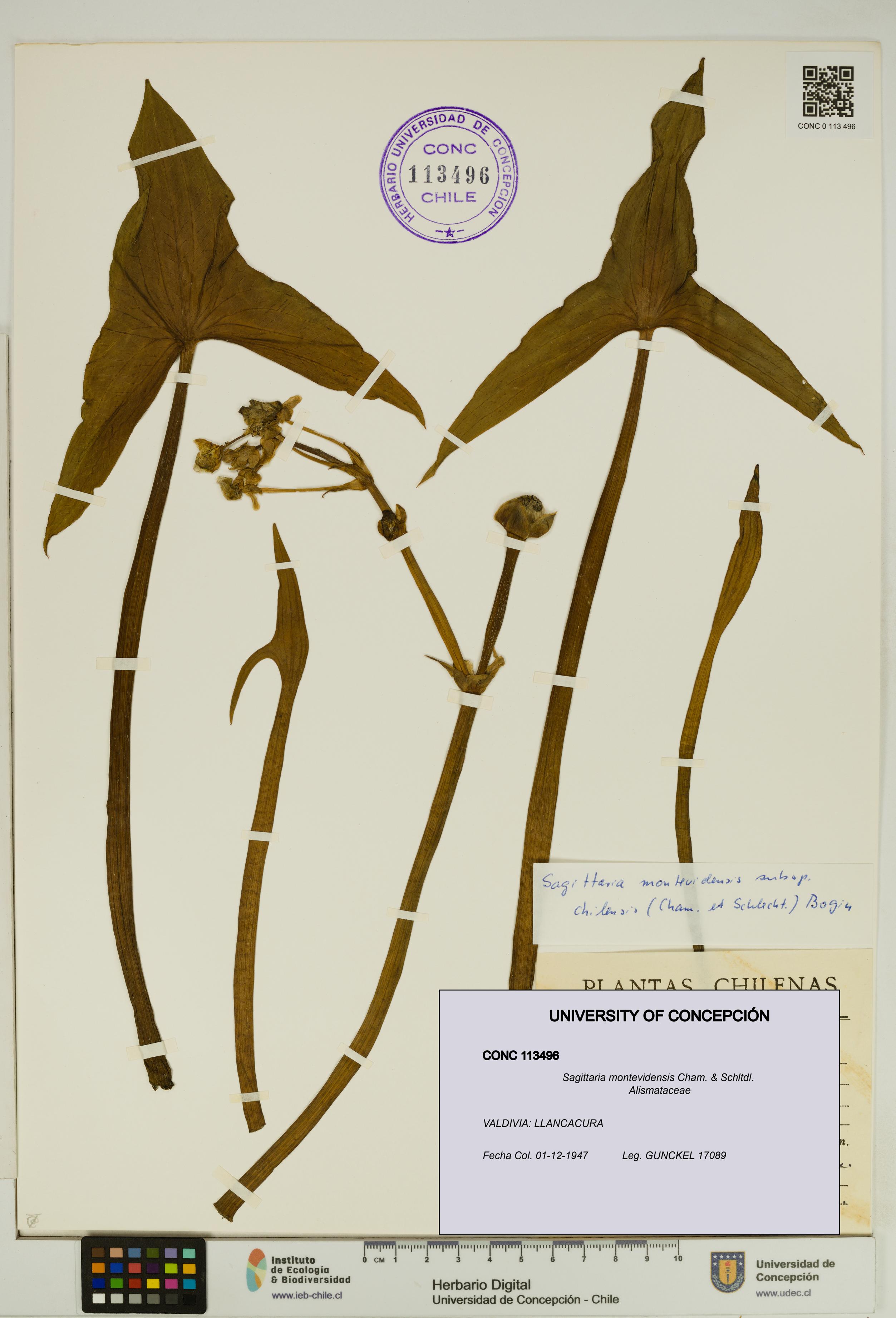 Sagittaria montevidensis [Espécimen: UDEC:CONC:0113496]