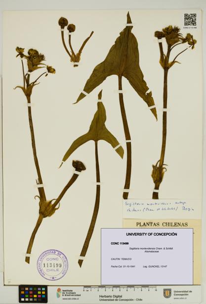 Sagittaria montevidensis [Espécimen: UDEC:CONC:0113499]