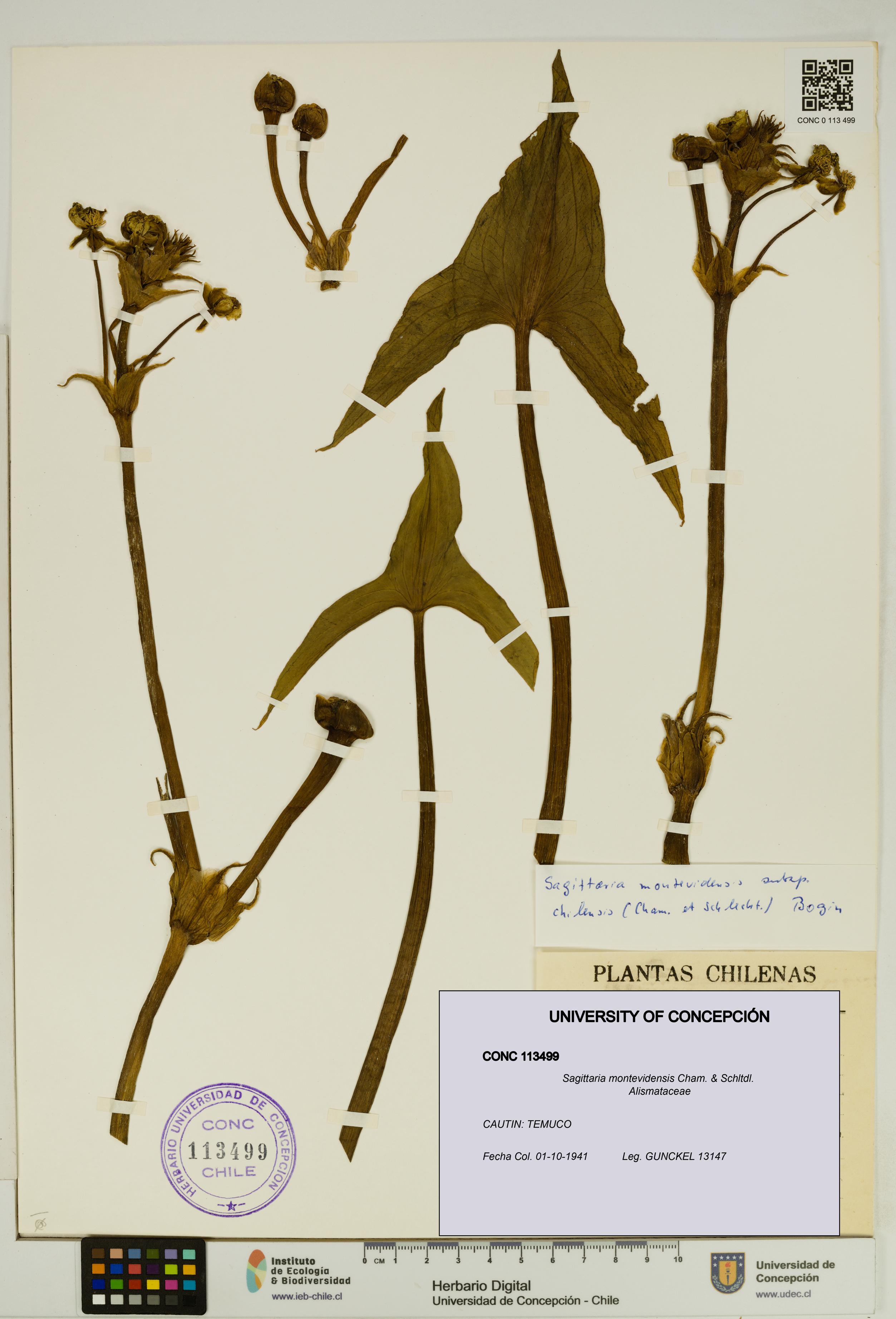 Sagittaria montevidensis [Espécimen: UDEC:CONC:0113499]