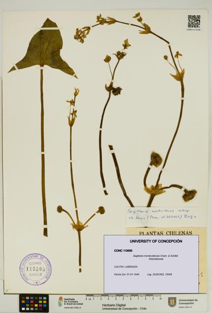 Sagittaria montevidensis [Espécimen: UDEC:CONC:0113500]