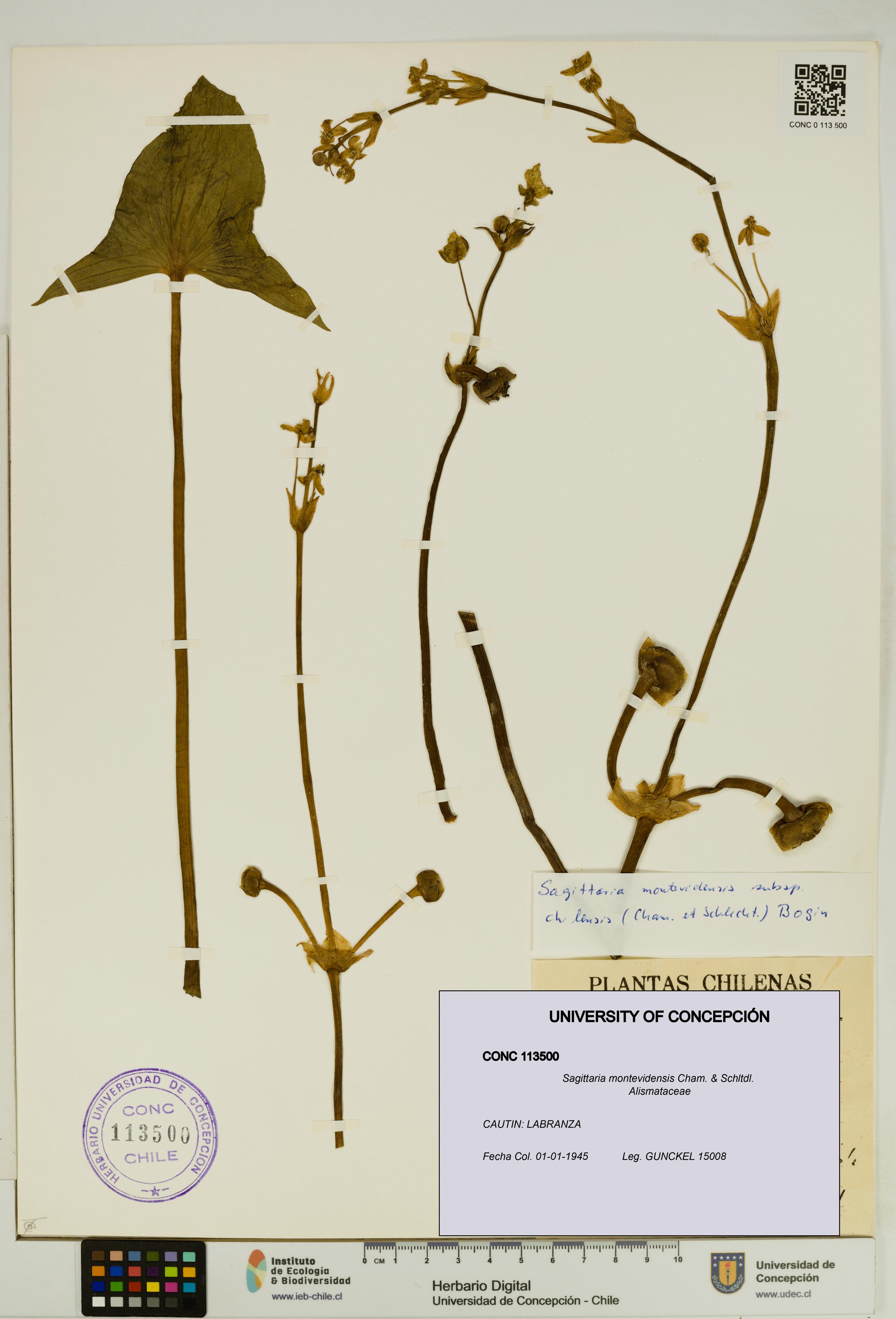 Sagittaria montevidensis [Espécimen: UDEC:CONC:0113500]