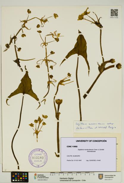 Sagittaria montevidensis [Espécimen: UDEC:CONC:0113502]