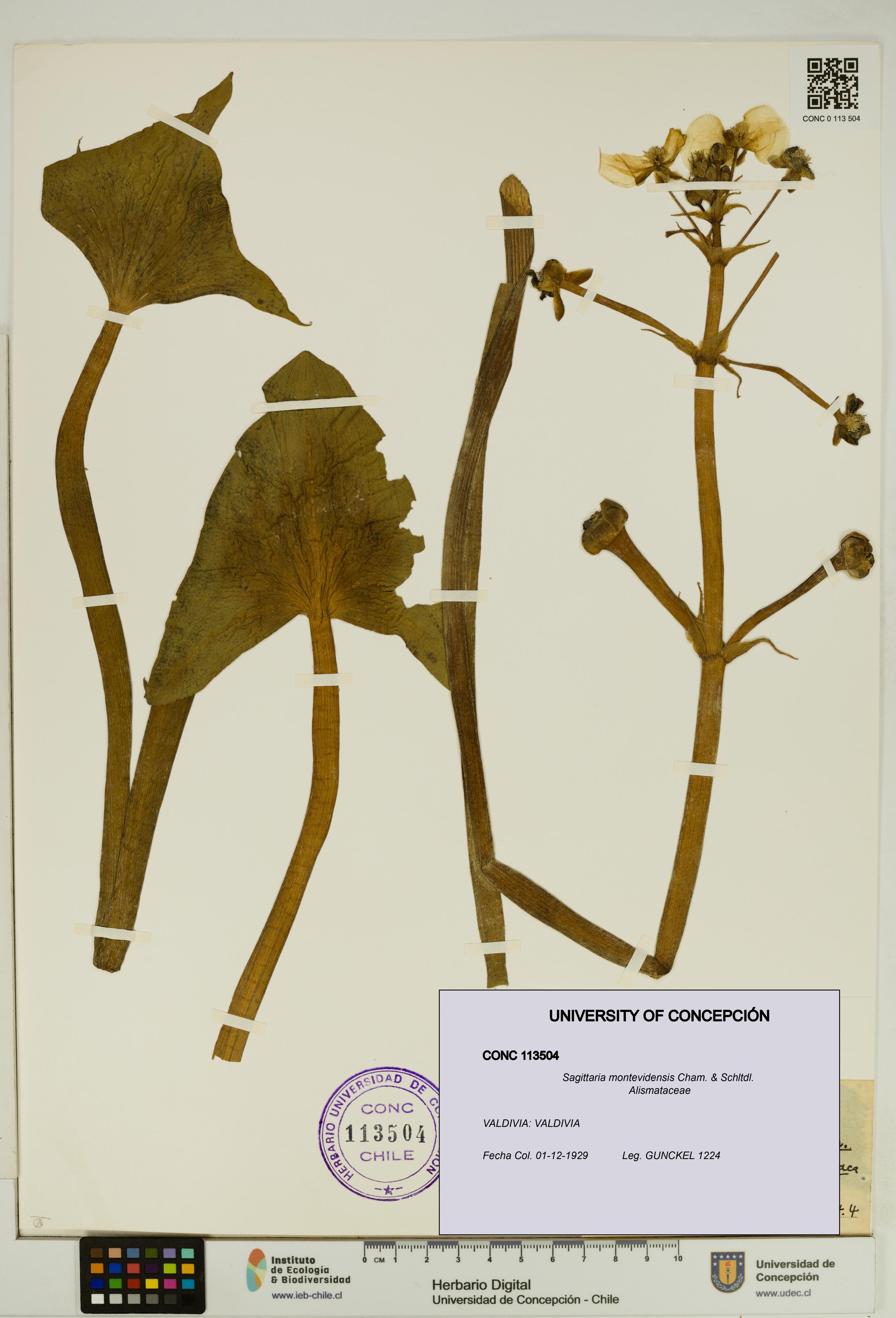 Sagittaria montevidensis [Espécimen: UDEC:CONC:0113504]