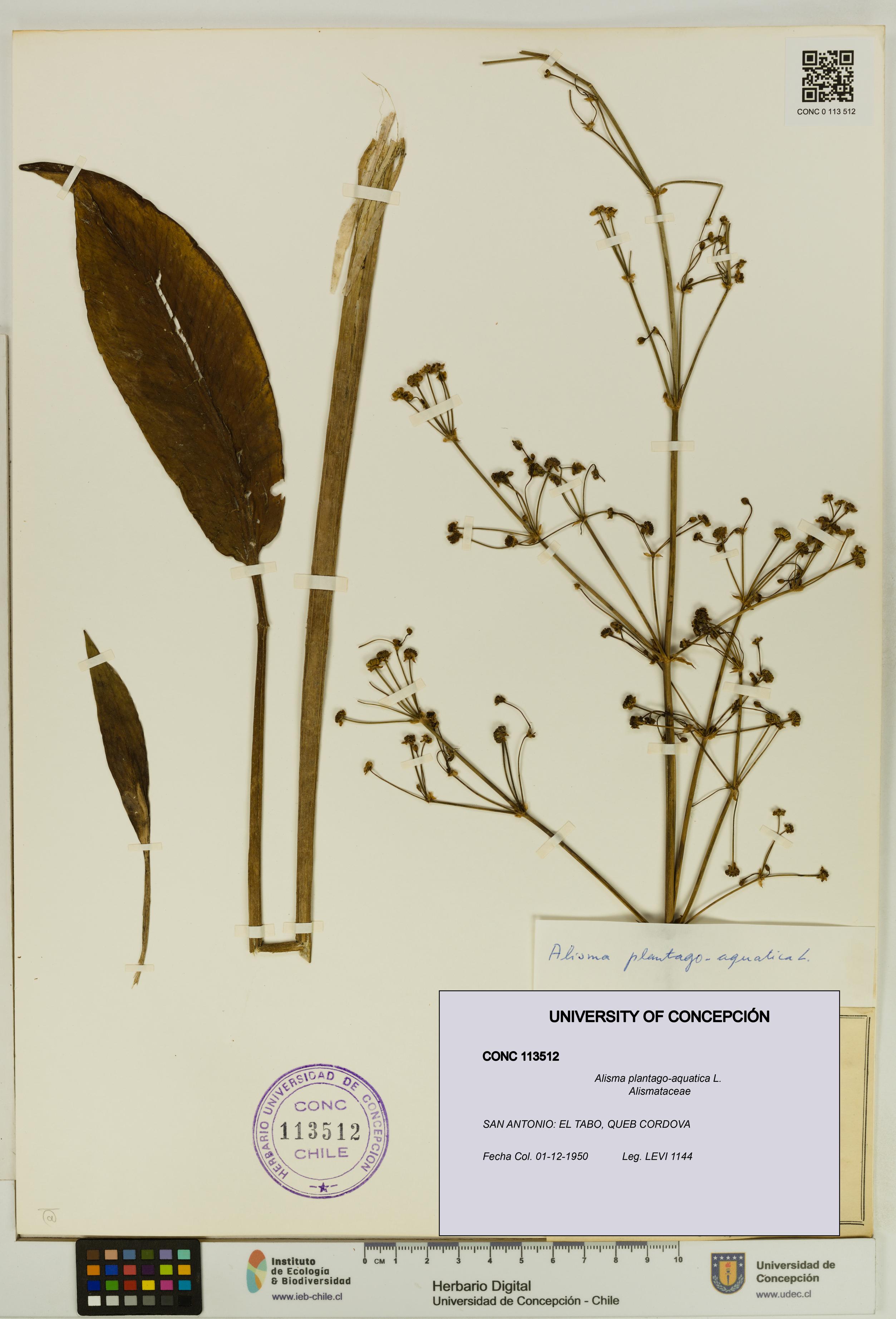 Alisma plantago-aquatica [Espécimen: UDEC:CONC:0113512]