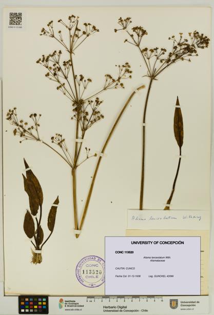 Alisma lanceolatum [Espécimen: UDEC:CONC:0113520]