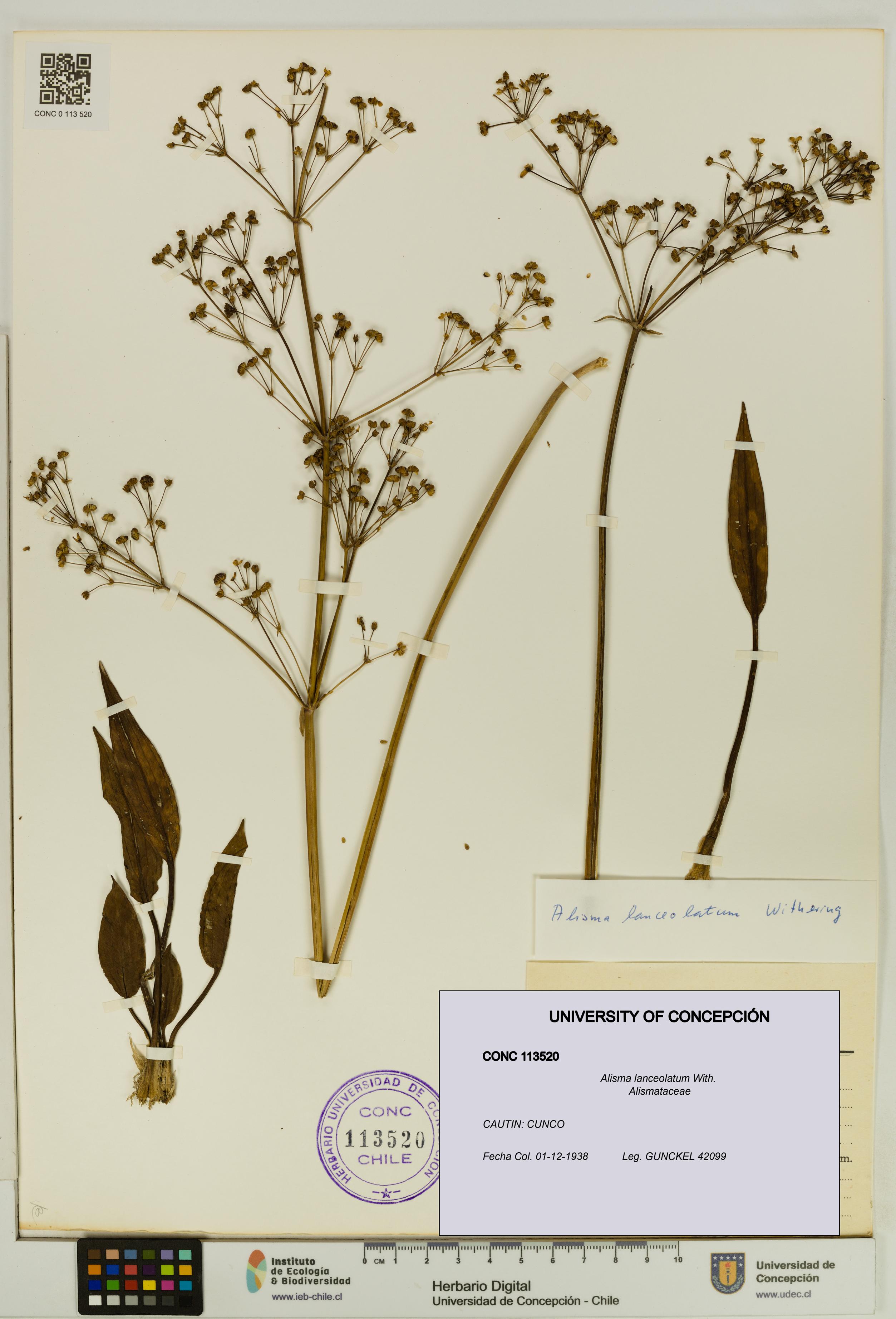 Alisma lanceolatum [Espécimen: UDEC:CONC:0113520]