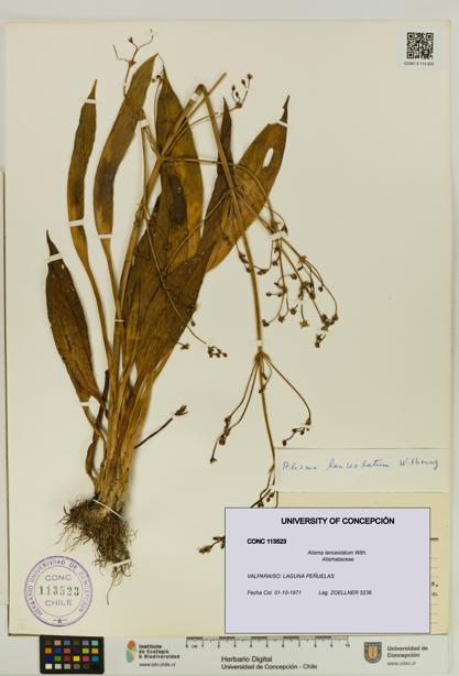 Alisma lanceolatum [Espécimen: UDEC:CONC:0113523]