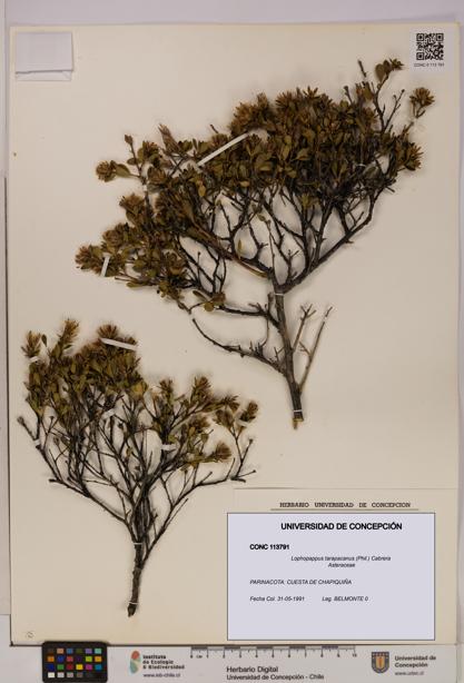 Lophopappus tarapacanus [Espécimen: UDEC:CONC:0113791]