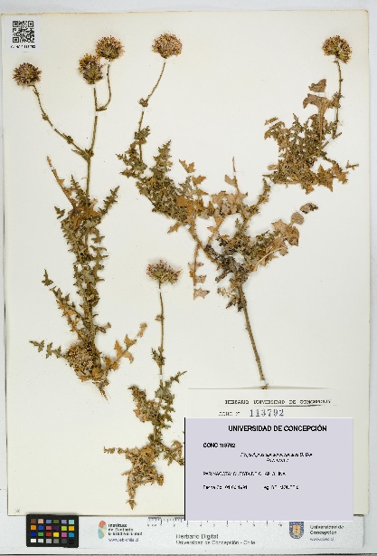 Polyachyrus sphaerocephalus [Espécimen: UDEC:CONC:0113792]