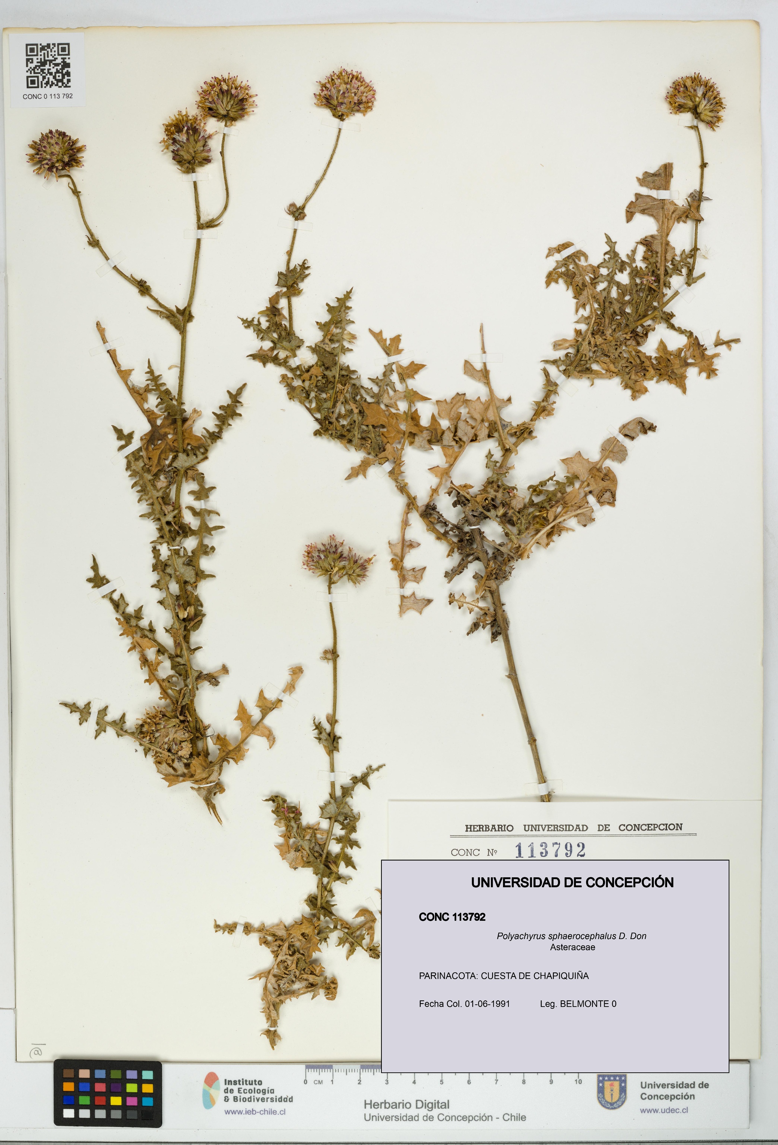 Polyachyrus sphaerocephalus [Espécimen: UDEC:CONC:0113792]