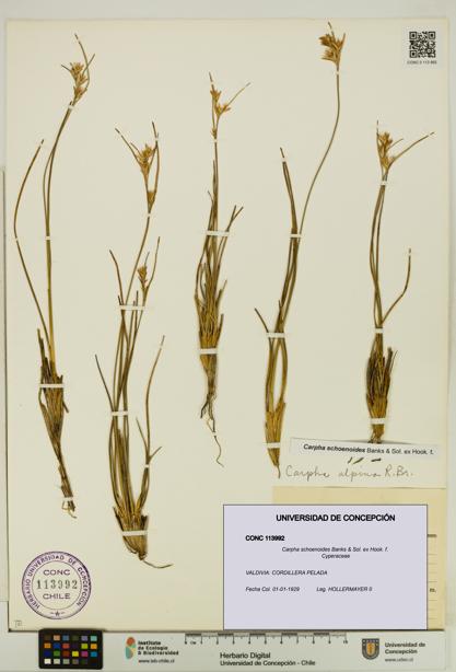 Carpha schoenoides [Espécimen: UDEC:CONC:0113992]