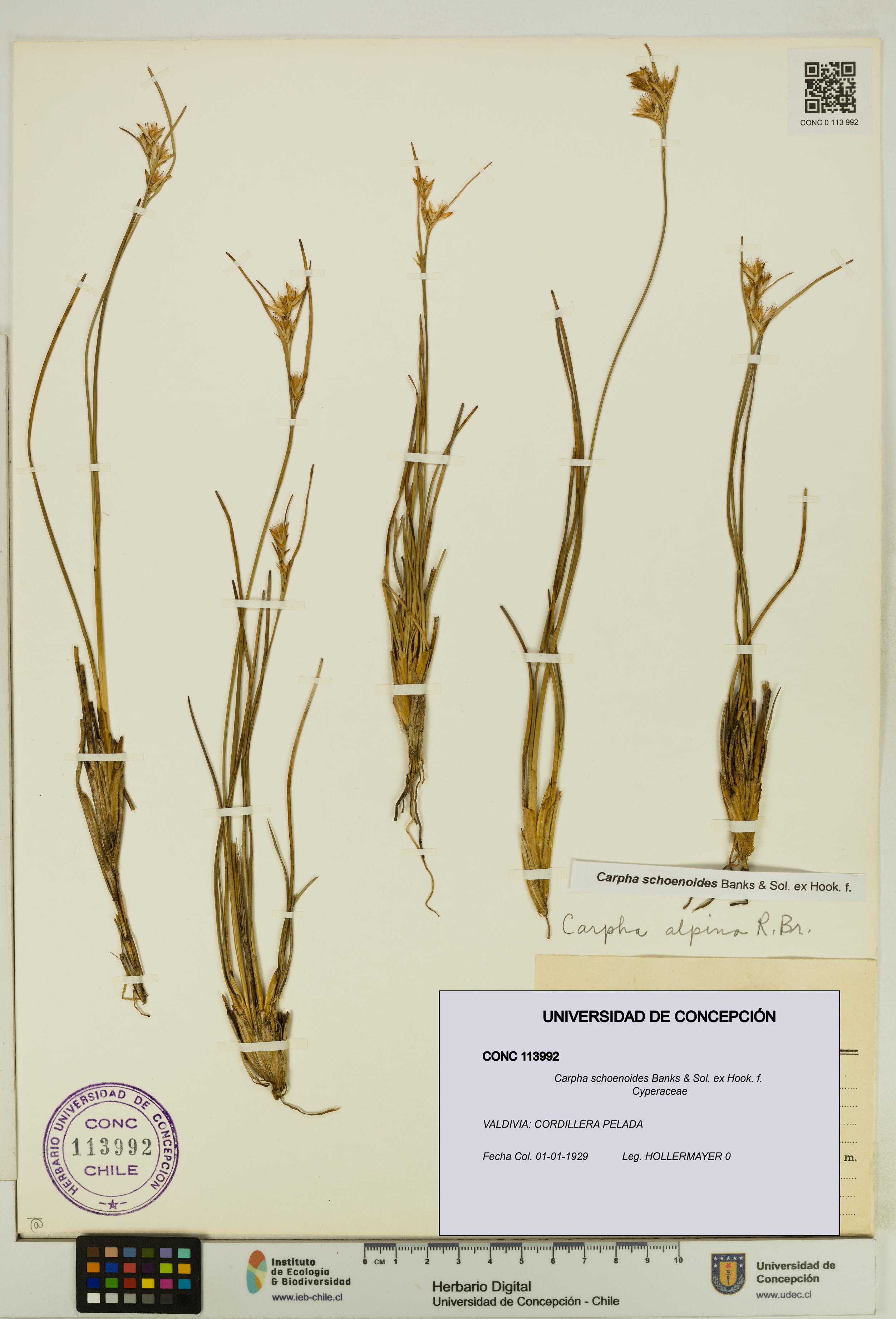 Carpha schoenoides [Espécimen: UDEC:CONC:0113992]
