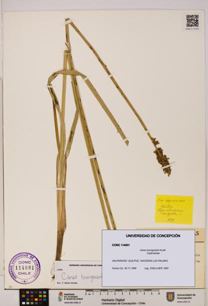 Carex brongniartii [Espécimen: UDEC:CONC:0114001]