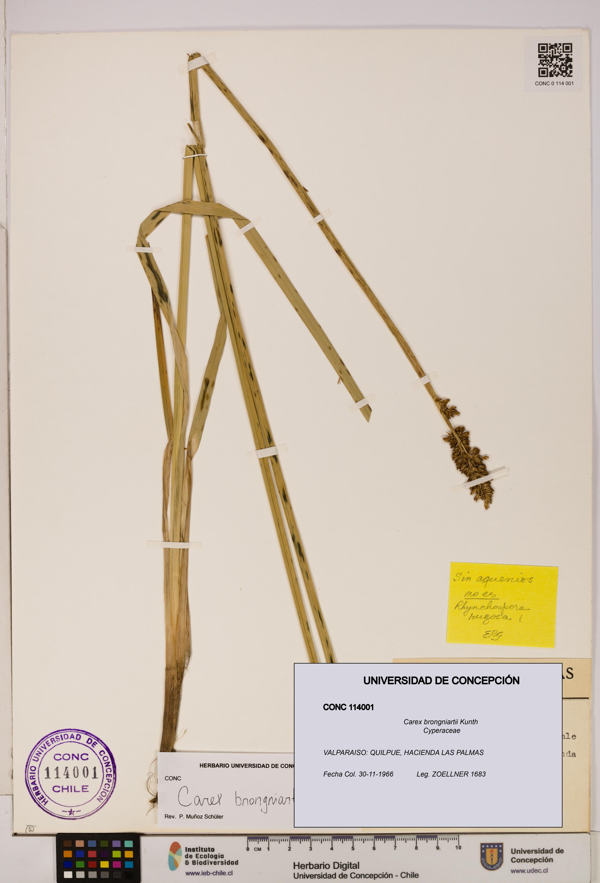 Carex brongniartii [Espécimen: UDEC:CONC:0114001]