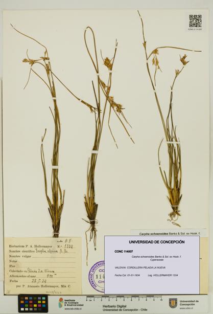 Carpha schoenoides [Espécimen: UDEC:CONC:0114007]