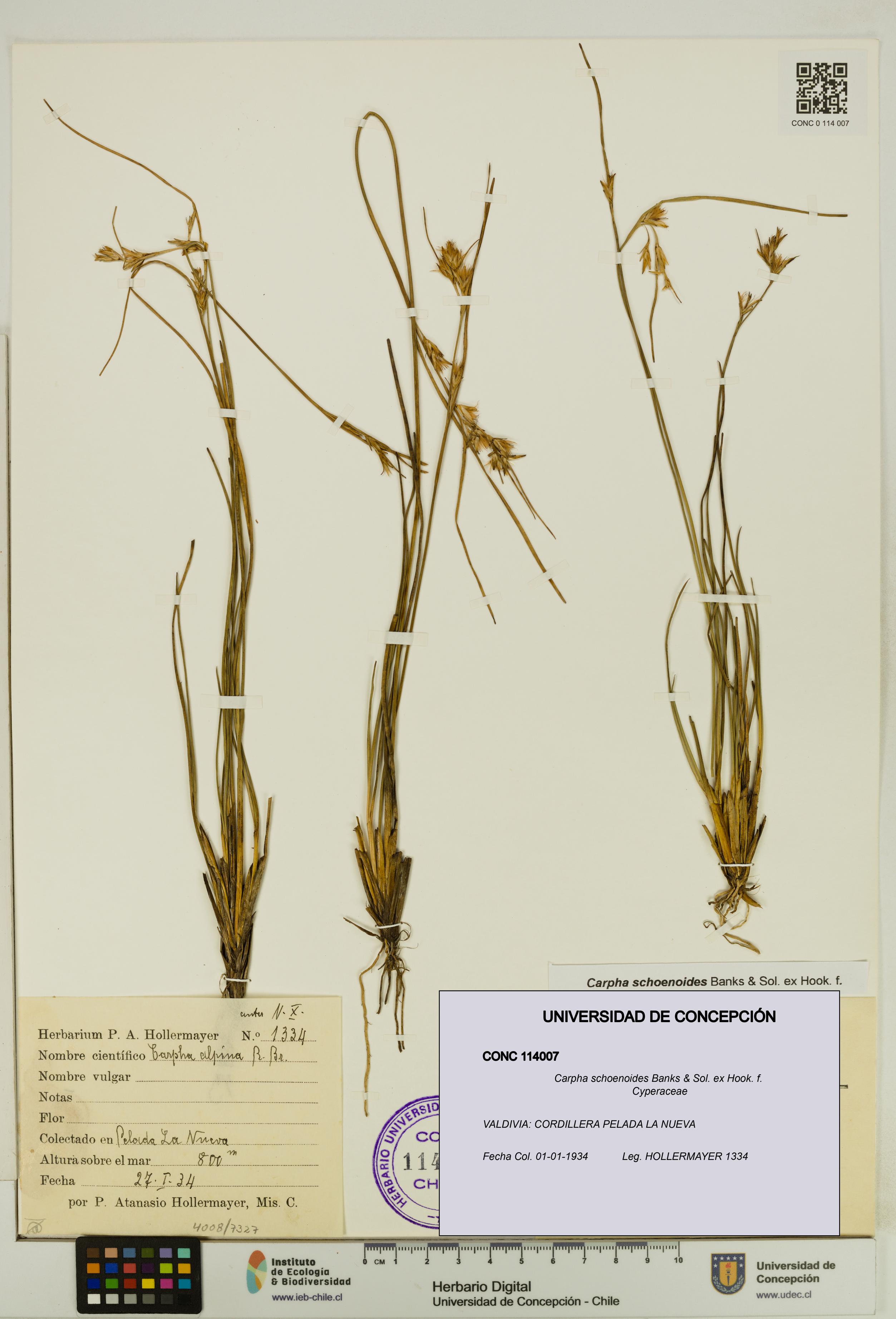 Carpha schoenoides [Espécimen: UDEC:CONC:0114007]