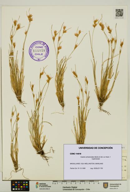 Carpha schoenoides [Espécimen: UDEC:CONC:0114018]