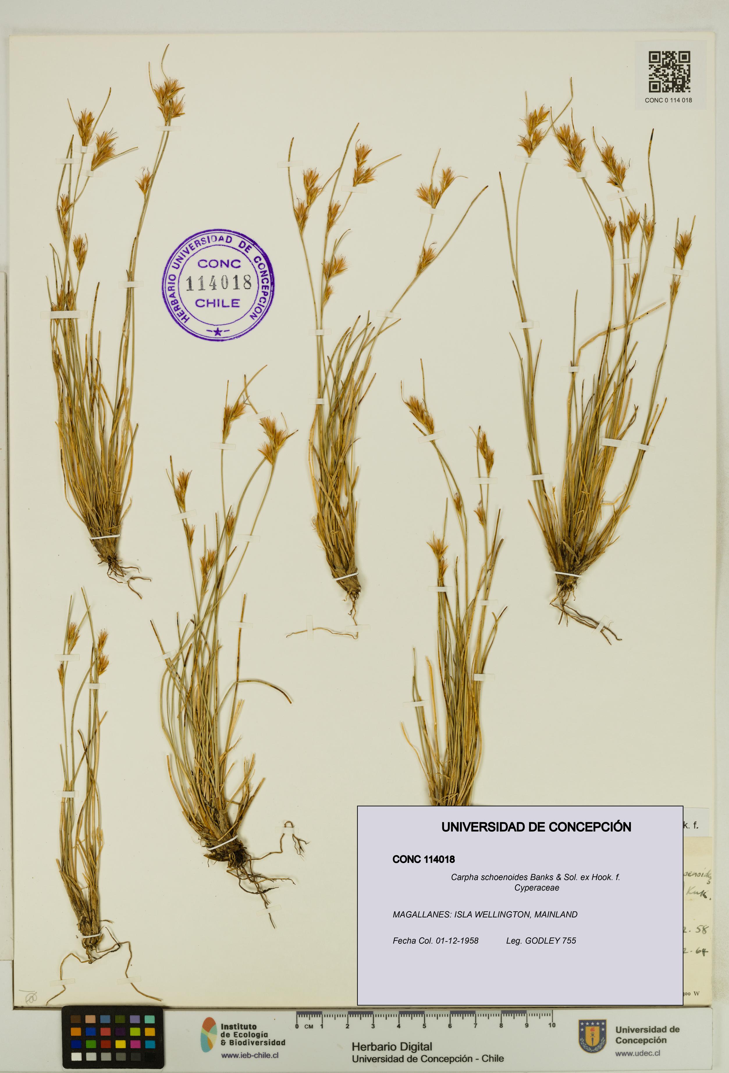 Carpha schoenoides [Espécimen: UDEC:CONC:0114018]